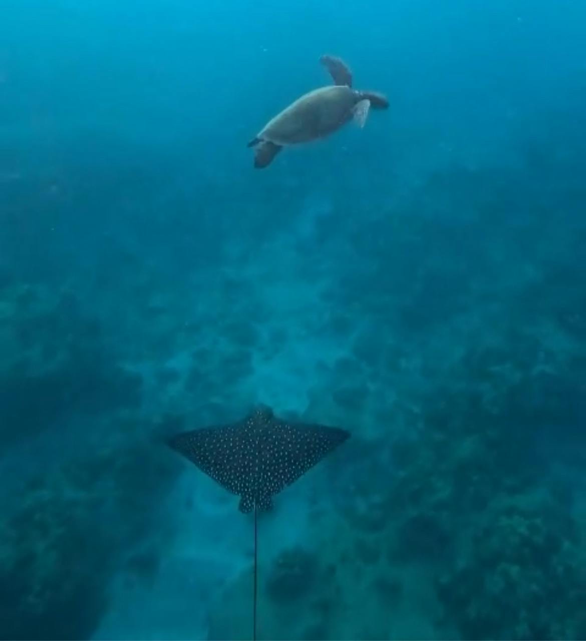 An underwater photo of a Hawaiian spotted eagle ray and green sea turtle swimming peacefully.